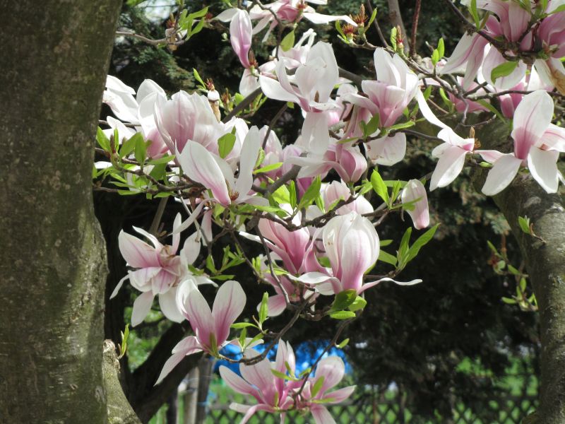 magnolien-bluete.jpg