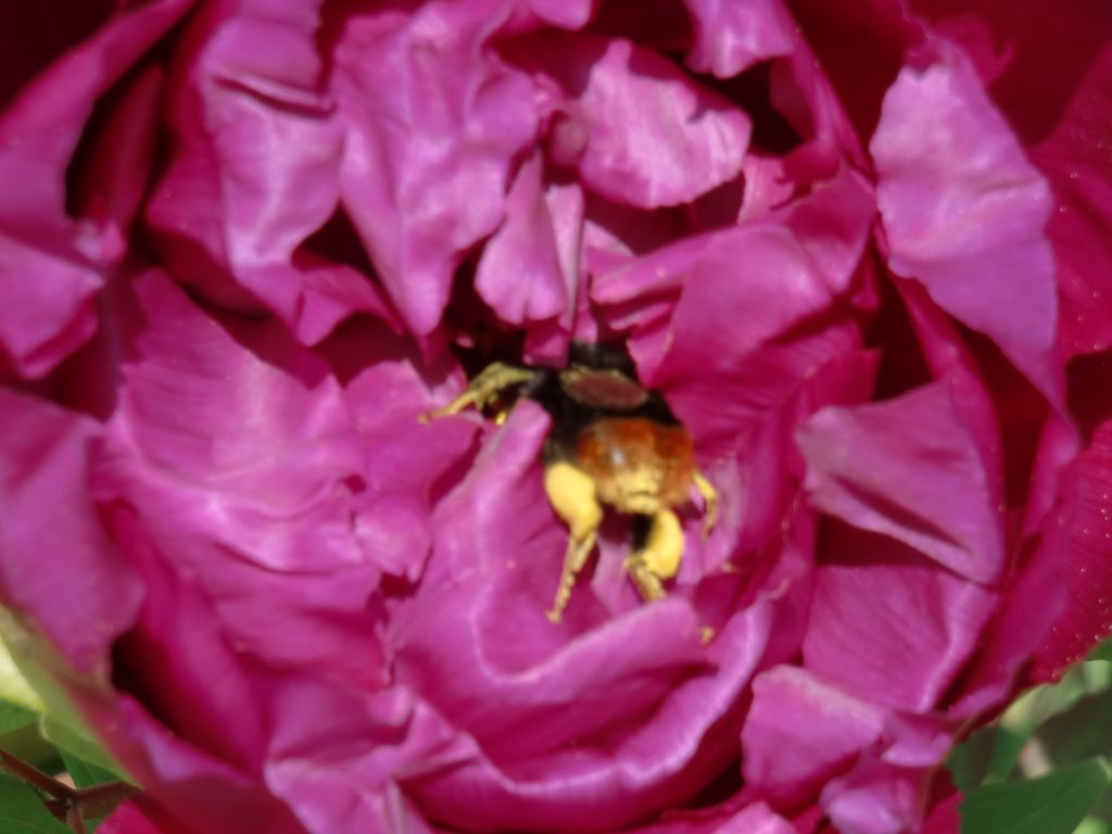 hummel-bild3.jpg