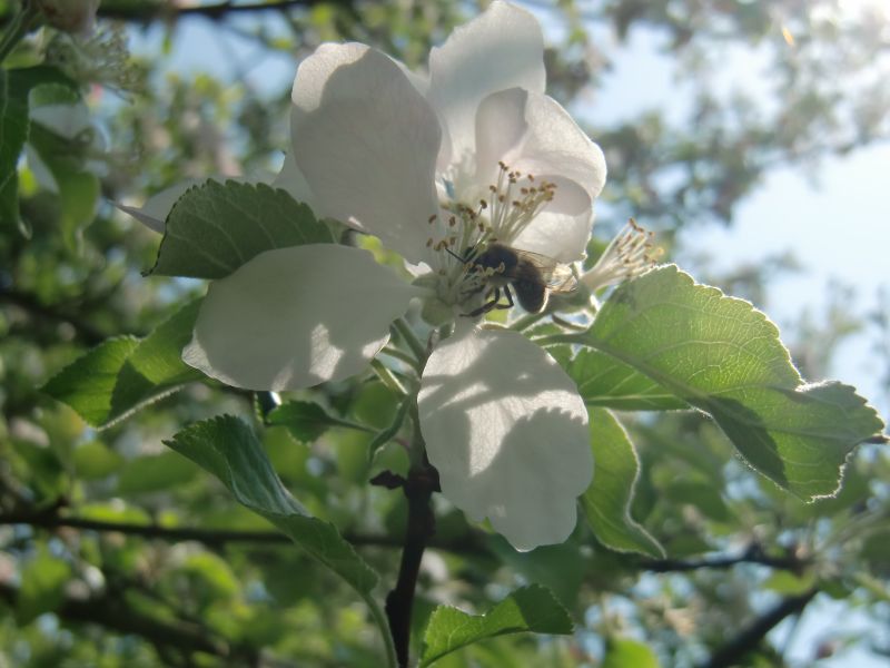 in-meinem-garten.jpg