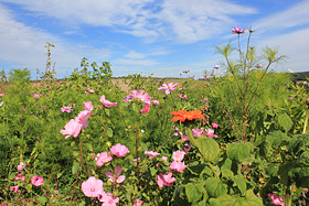 wildpflanzen-01.jpg