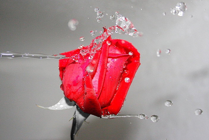 rote_rose_2452011.jpg