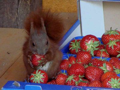 erst_mal_kosten_ob_die_schmecken.jpg