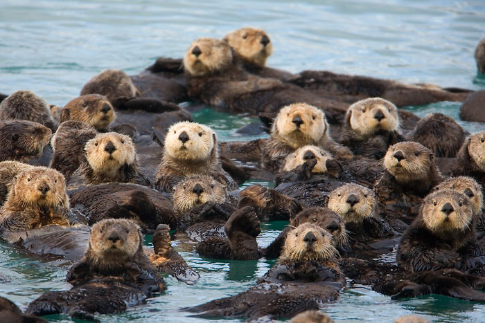 seaotters1.jpg