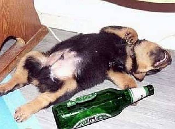 thumbs_drunkdog-0026.jpg