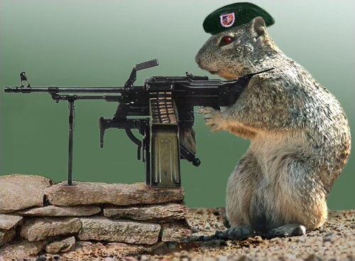 suricate_soldier.jpg