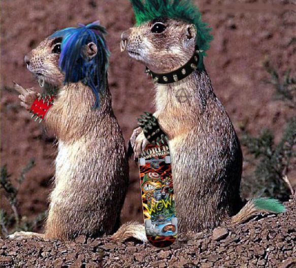 suricate_punks.jpg