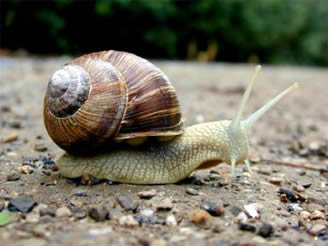 schnecke01.jpg