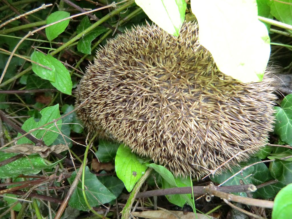 igel-in-meinem-garten.jpg