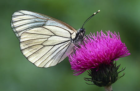 Natur.jpg