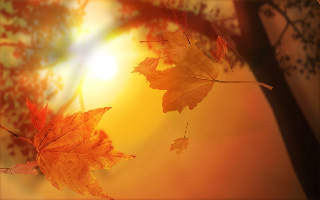 orange_autumn-wide.jpg