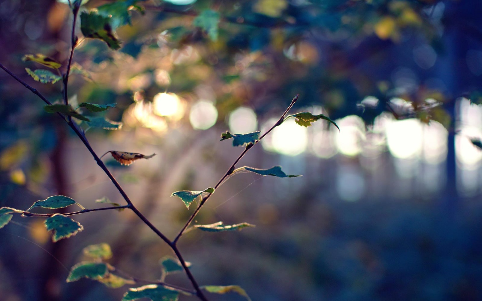 wallpaper-291569.jpg