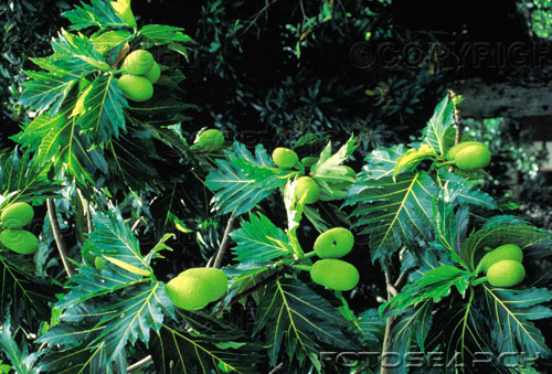 breadfruit.jpg