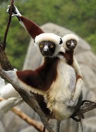 sifakas.jpg