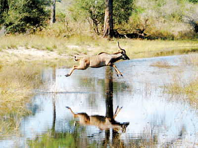 herzog_2009_06_kudu_az-400x300.jpg