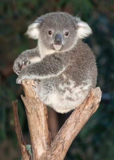 baby-koala-17361.jpg