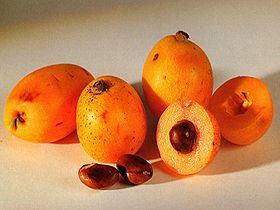 loquat01.jpg