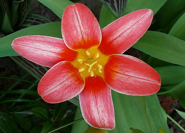 tulpe_1542011.jpg