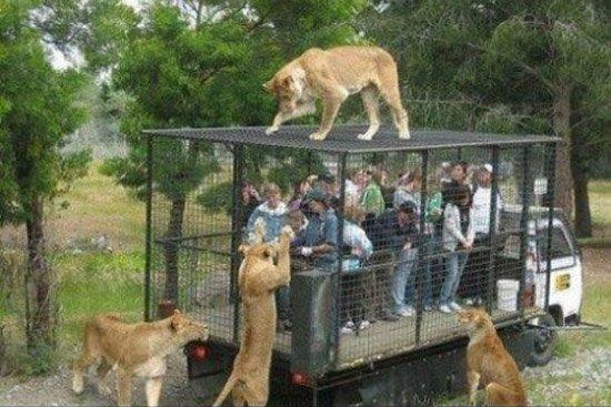 lionssaw.jpg
