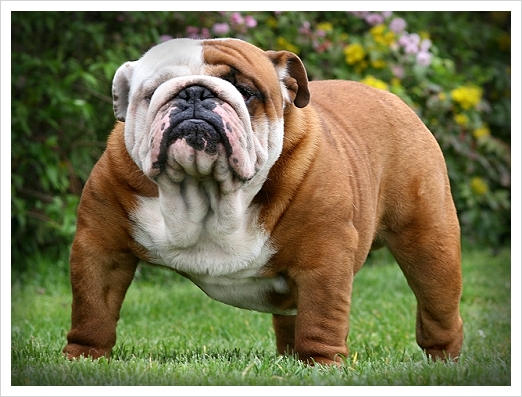 english_bulldog_1.jpg