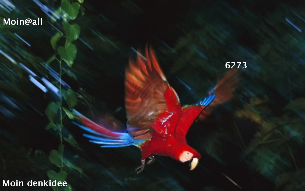 scarlet-macaw-.jpg