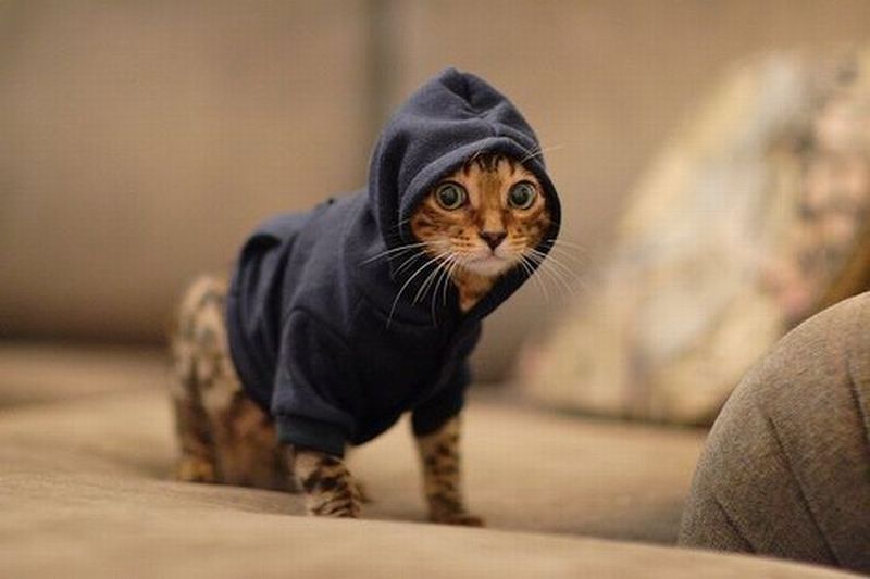 hipster.jpg