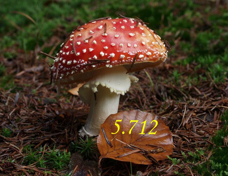 Pilz.JPG