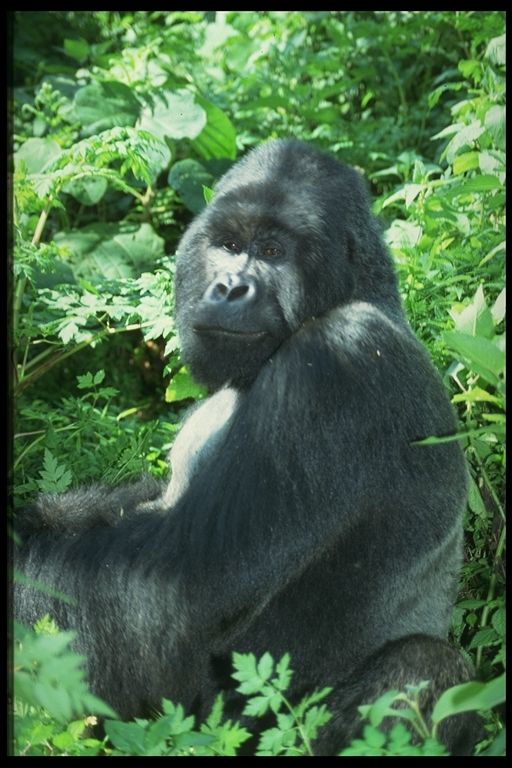 Gorilla_485077.jpg