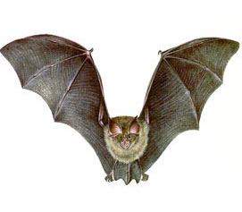 fledermaus.jpg