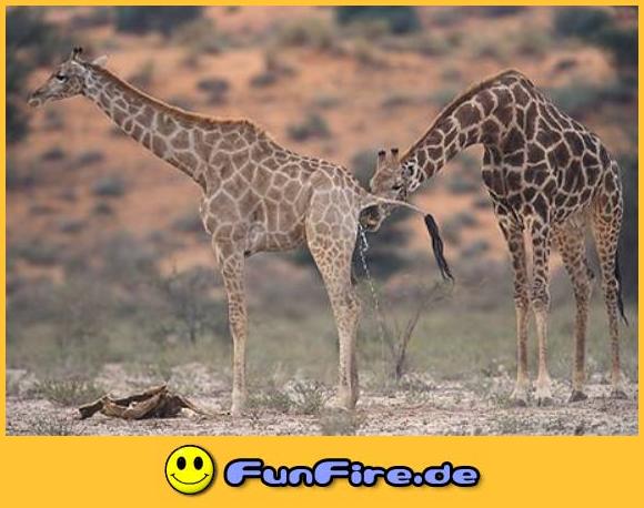 Giraffen.jpg