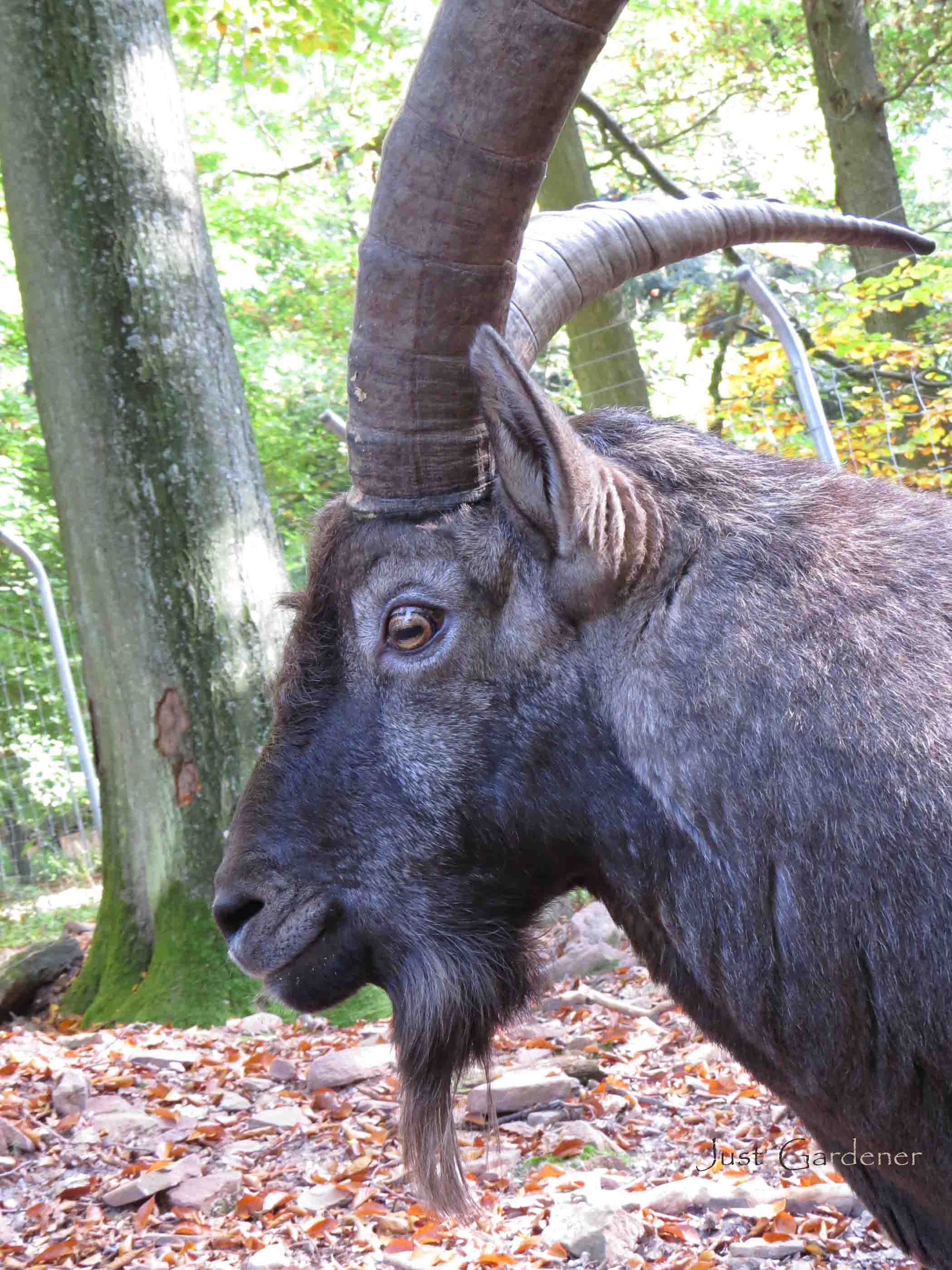 im__wildpark_pforzheim.jpg