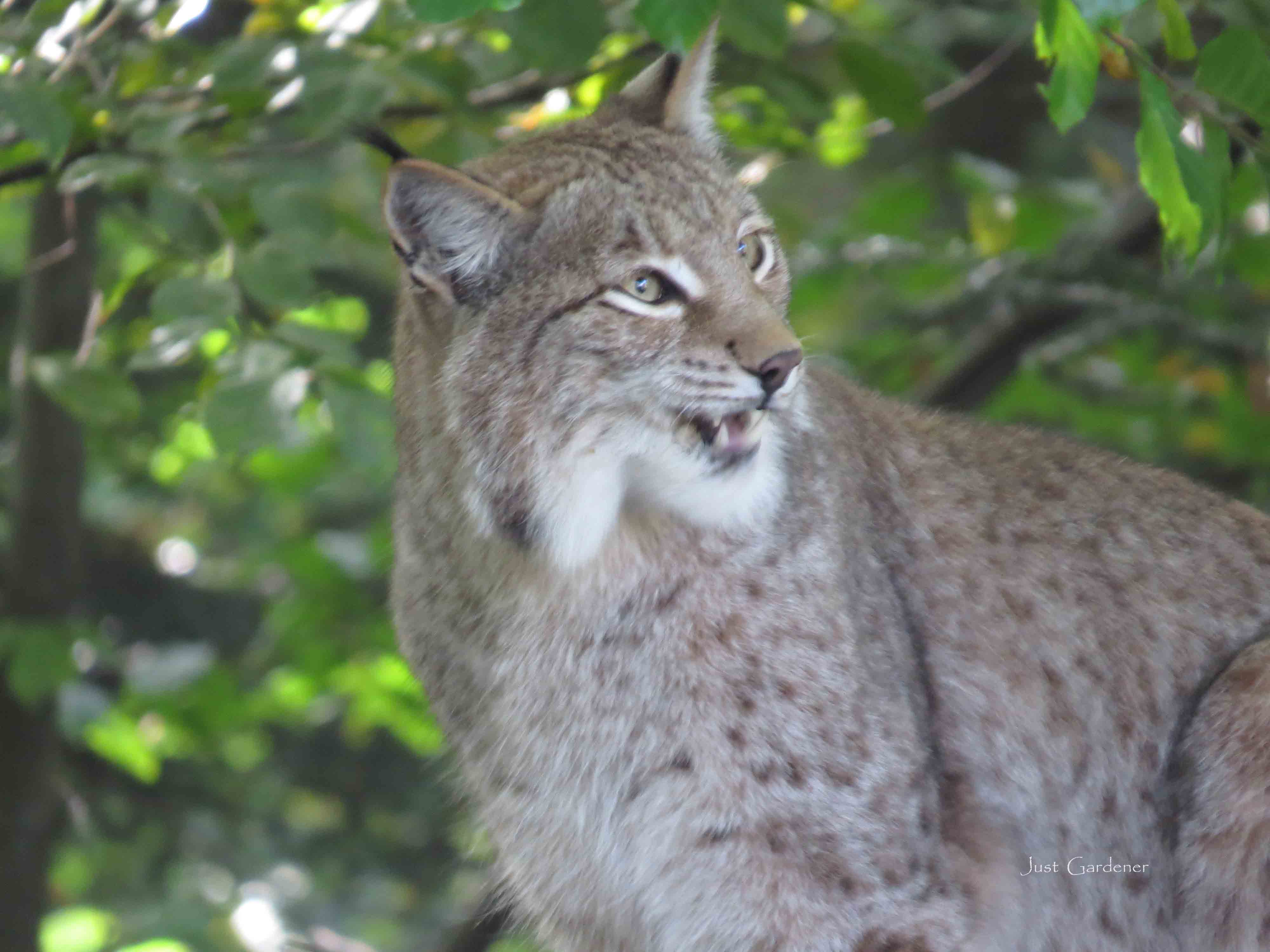 luchs_-_fuetterung.jpg