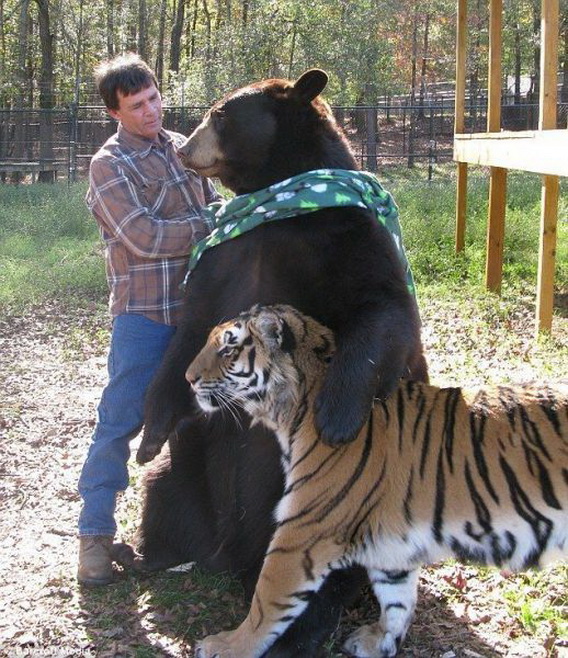 baer_tiger.jpg