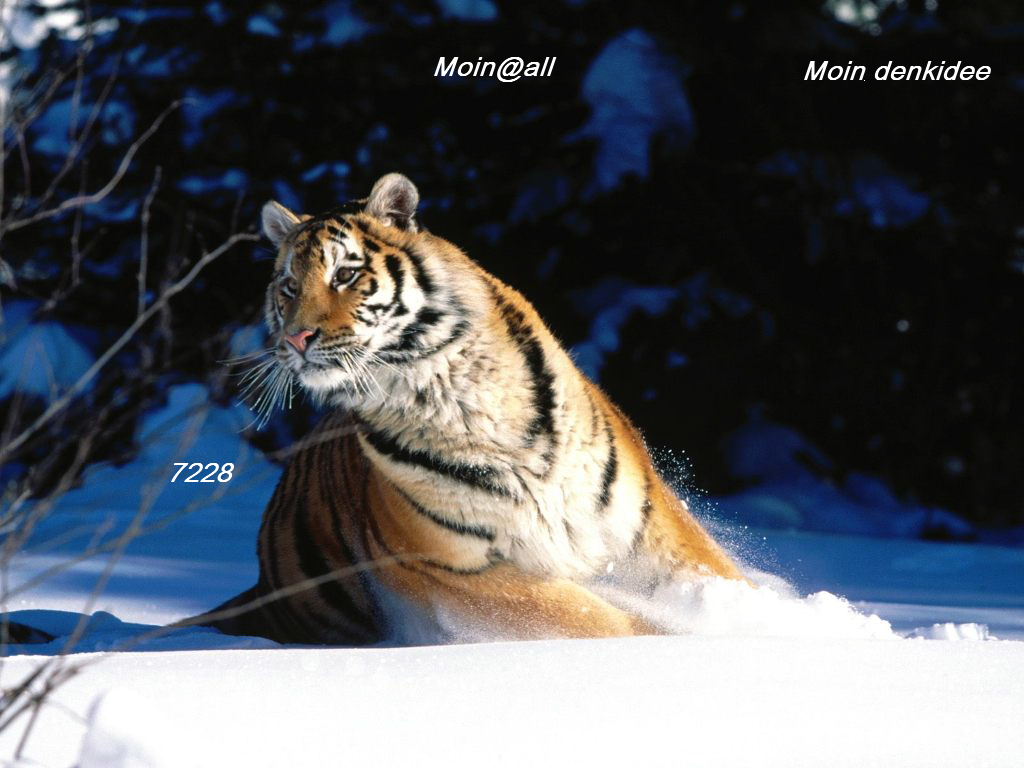 wintery_scuddle_siberian_tiger-wide-.jpg