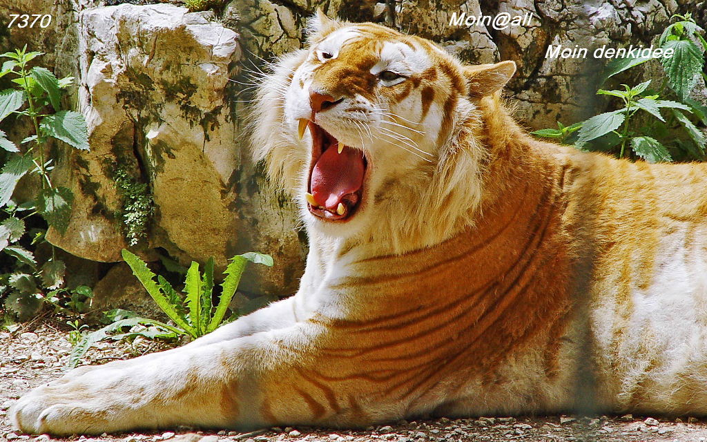 golden_tiger-wide-.jpg