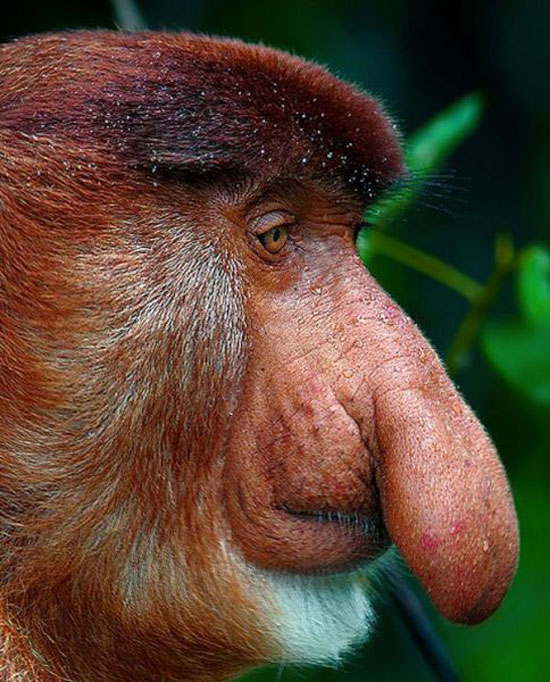 big_nose_monkey.jpg