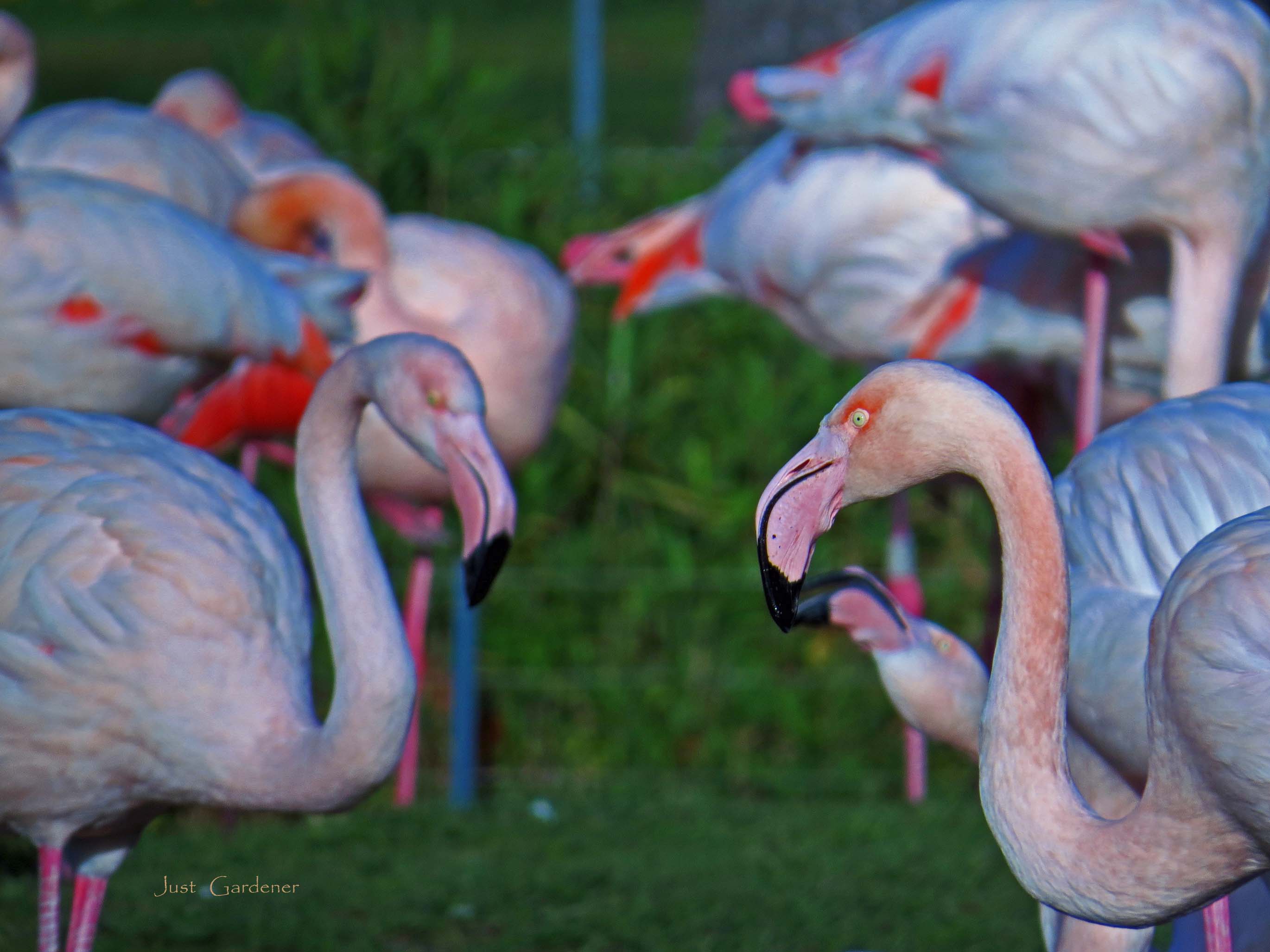 rosa-flamingo_beim_schwaebisch-unterricht.jpg