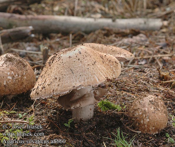 agaricus_silvaticus_a8660.jpg