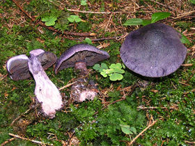 280px-Cortinarius_violaceus_01.jpg