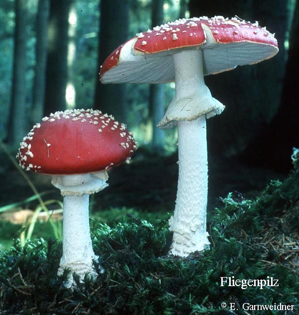 Fliegenpilz_(amanita_muscaria).jpg