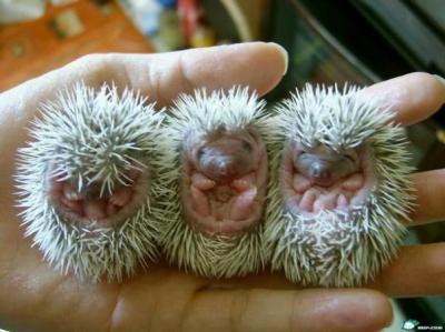 porcupine-baby.jpg