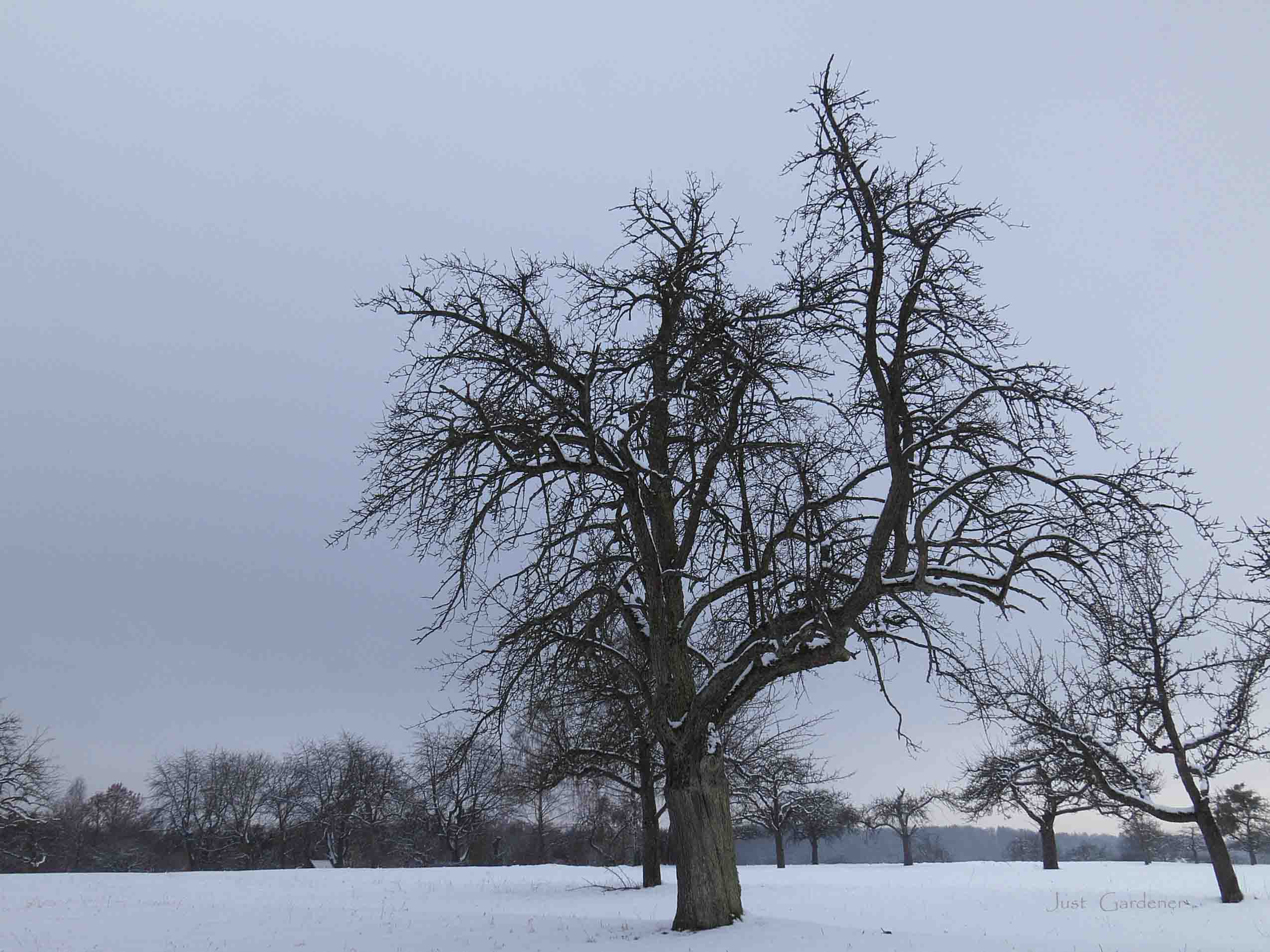 schaerfe_an_winterlandschaft_.jpg