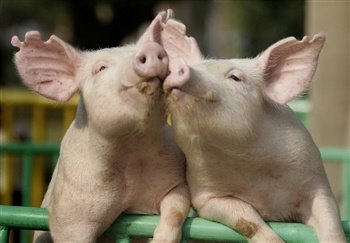 piglove.jpg