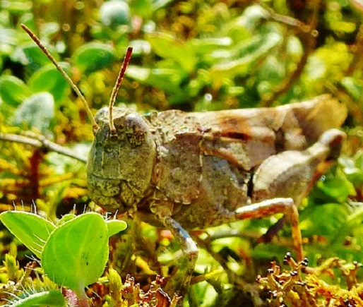 blaufluegel__dlandschrecke.jpg