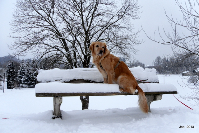 schneehundbankerl.jpg