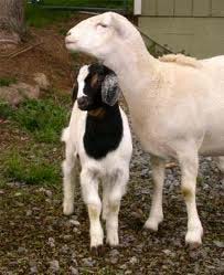 goat_and_sheep.jpg