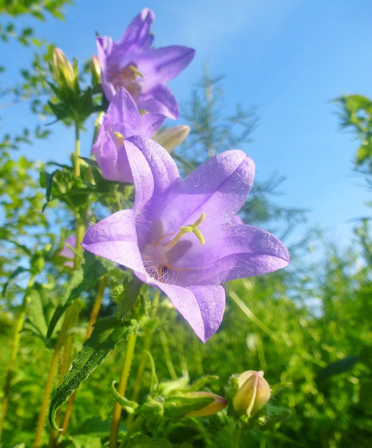 glockenblume_nesselblaettrig.jpg