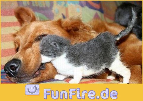 katze-und-hund-die-besten-frunde.jpg