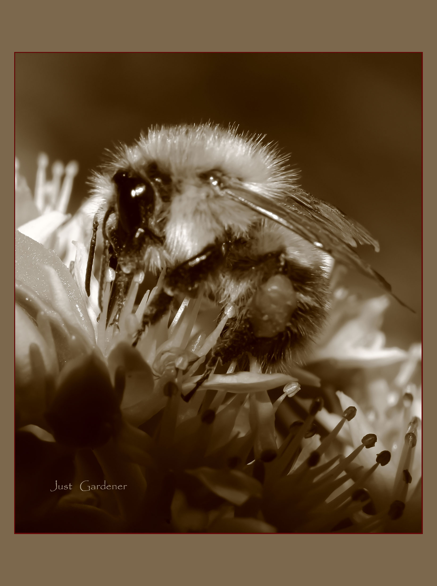 sepia-hummel.jpg