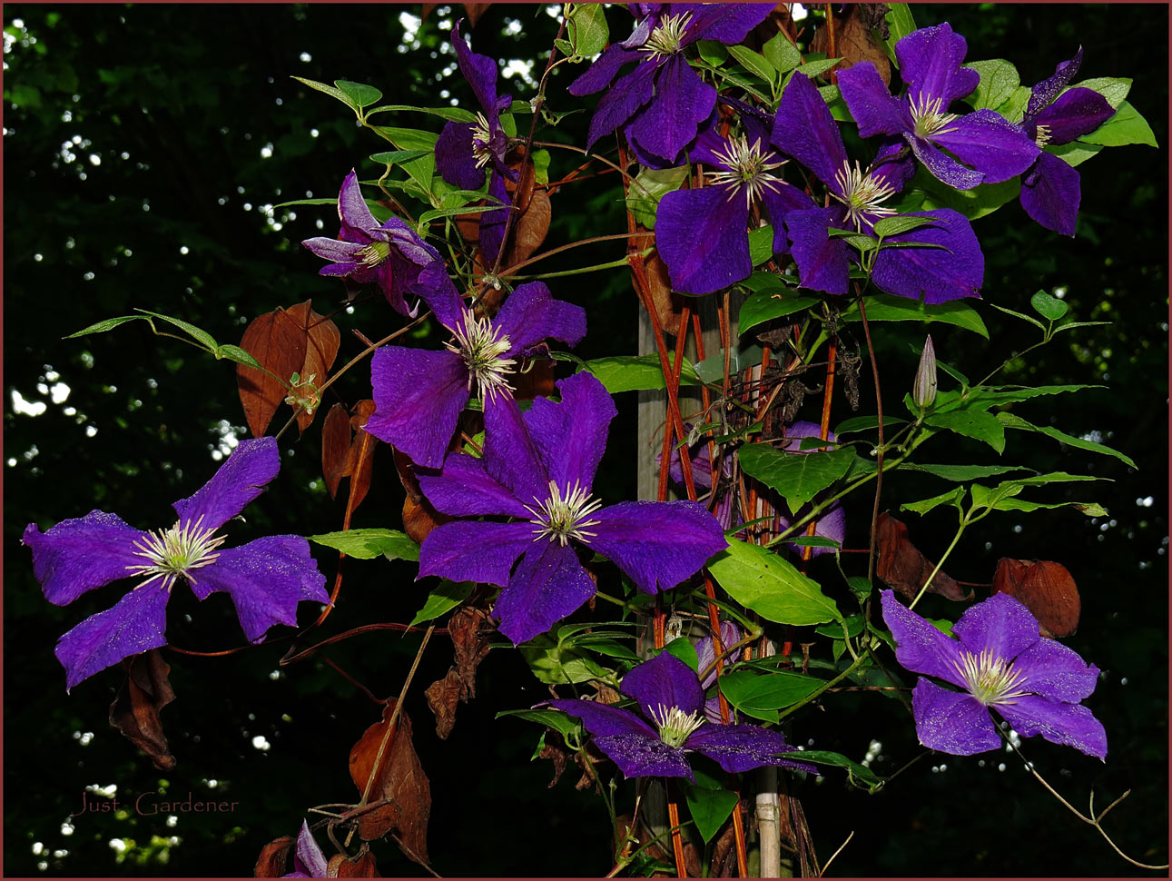 yo_s-clematis.jpg