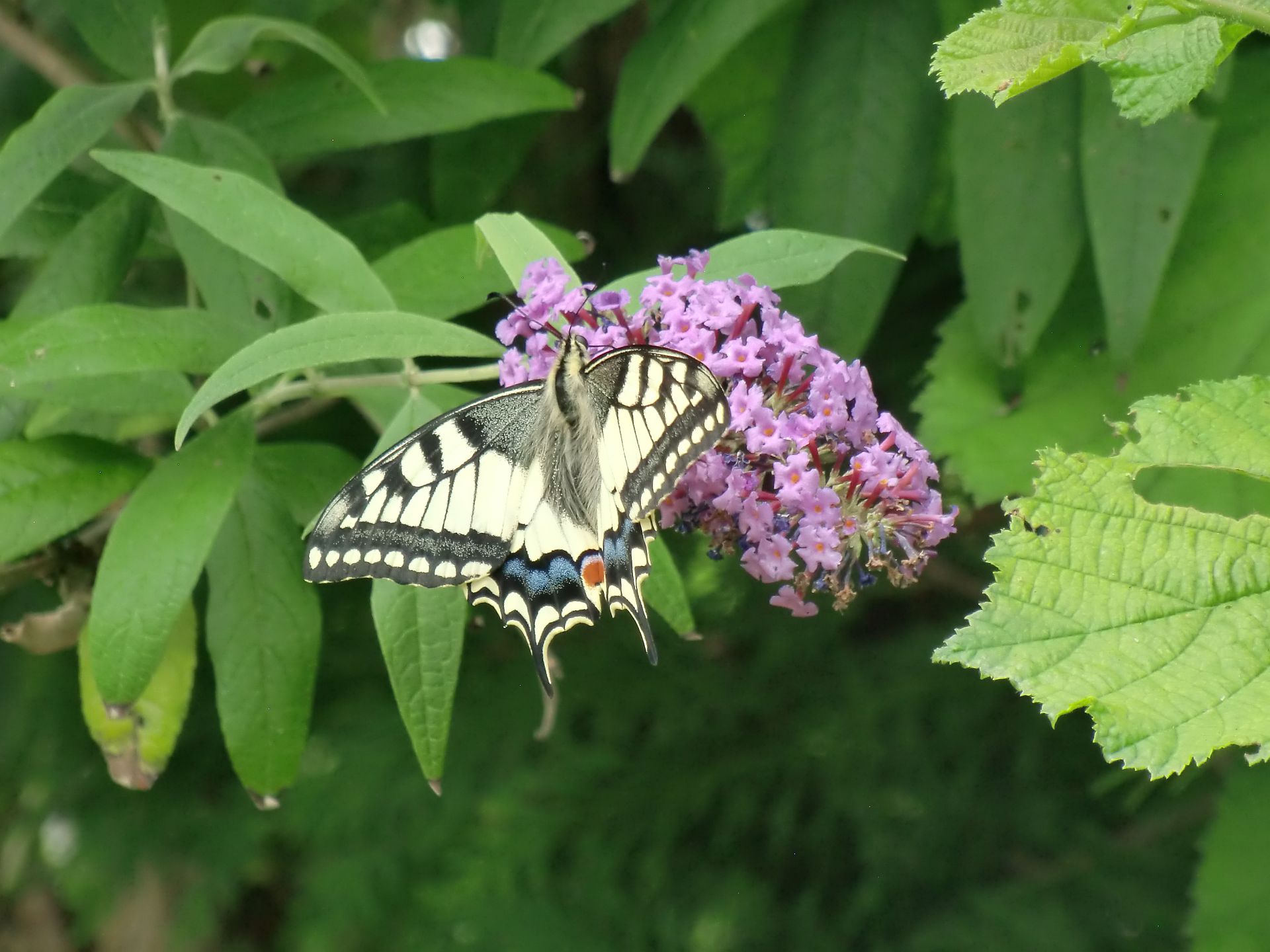 schwalbenschwanz_im_garten.jpg